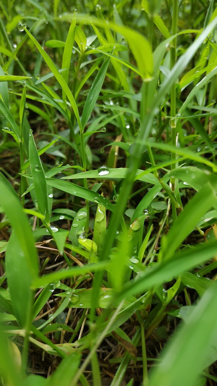 Embun