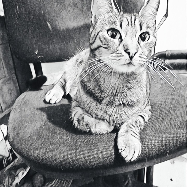 The cat