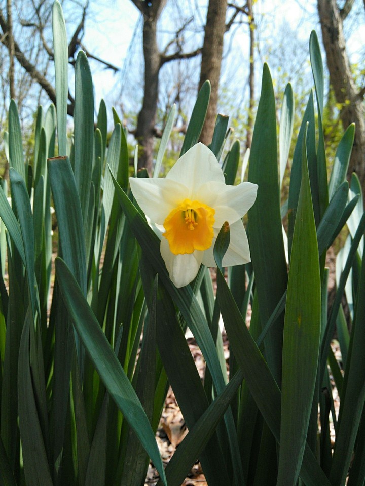 Daffodil