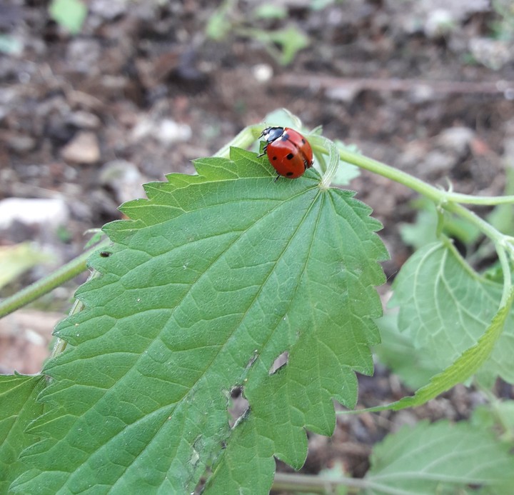 Ladybug on the road