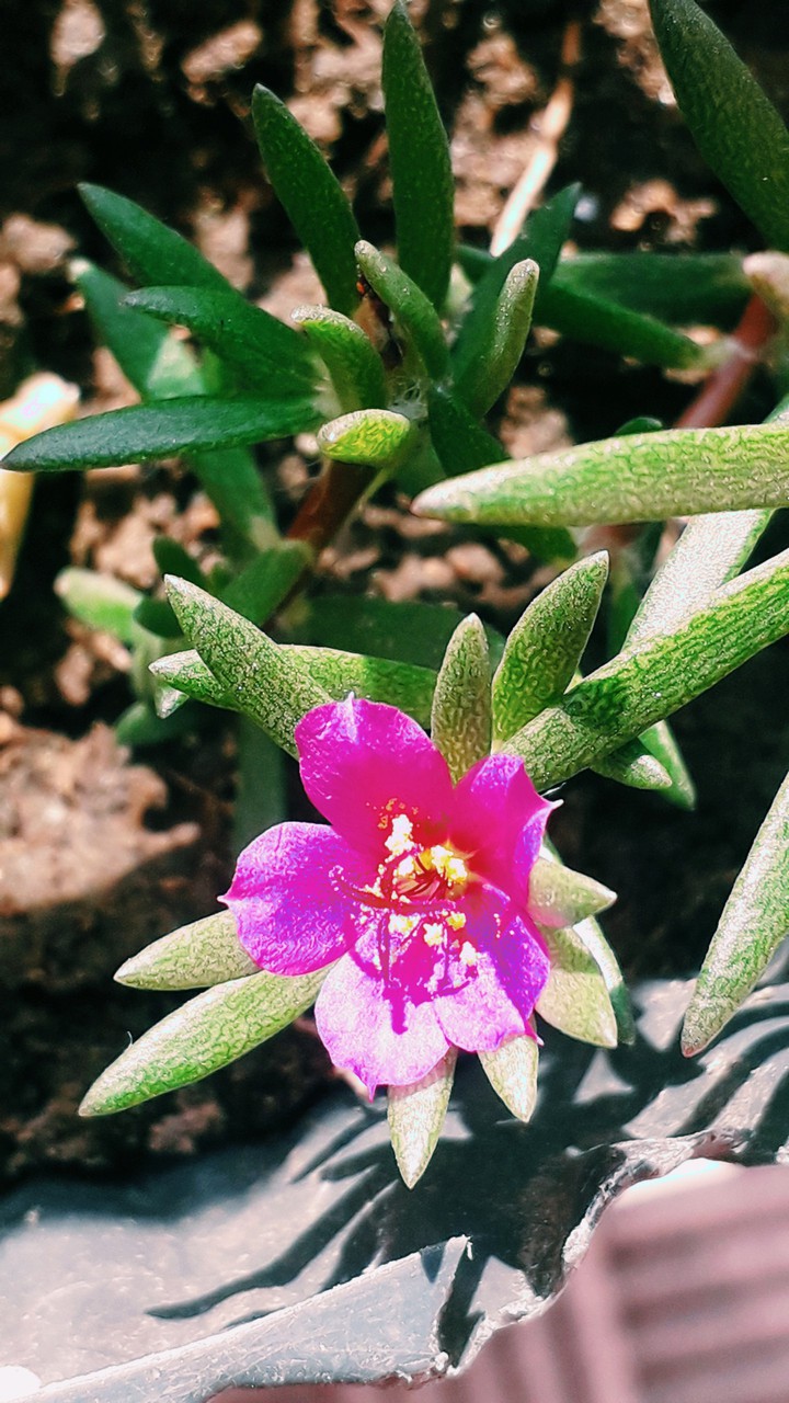 flower