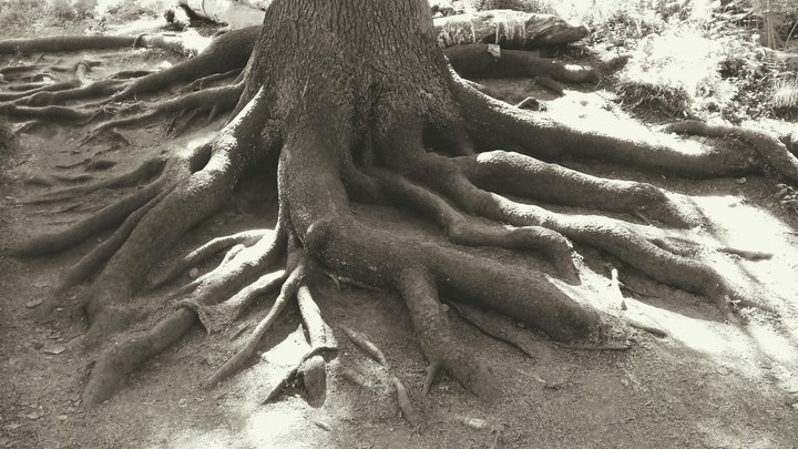 корни