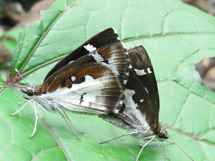 butterflies