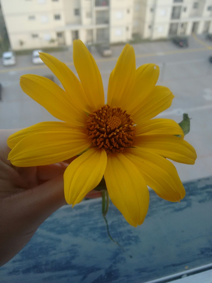 Flor