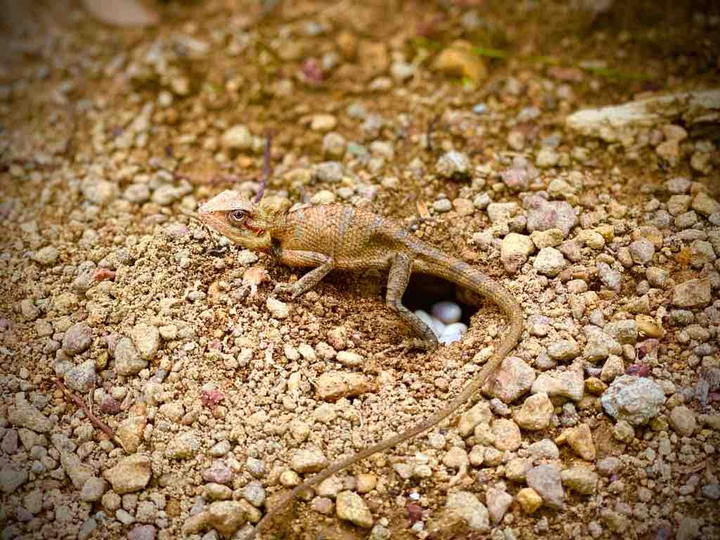 lizard ( Sri lankan )