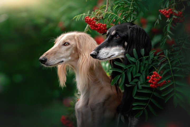 dogs...