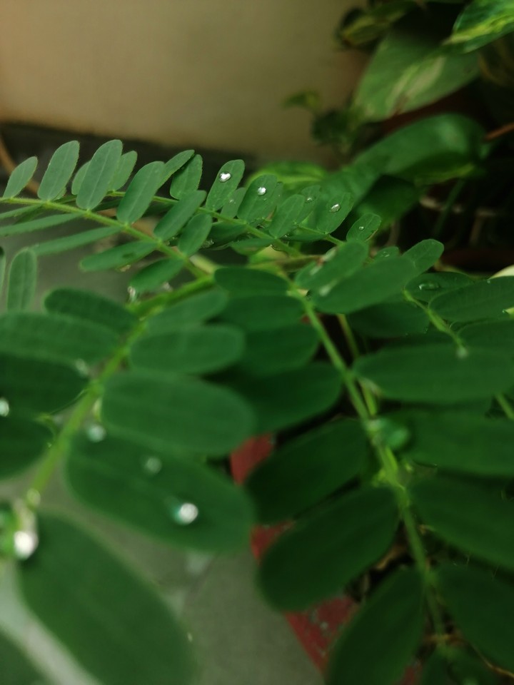 pearls on leaves