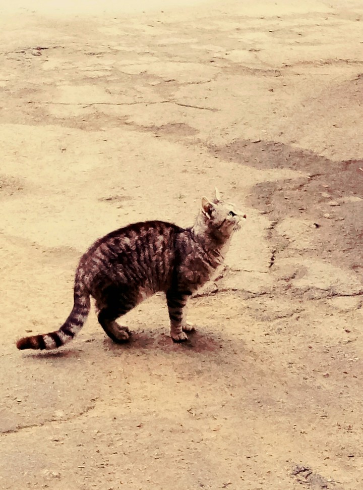 Кошка