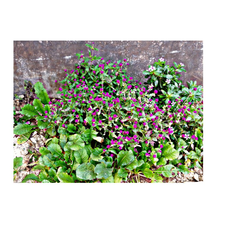 southing greenery with the ganesh flower
