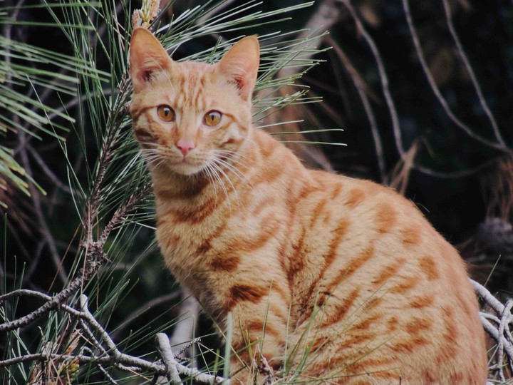 cat on a tree