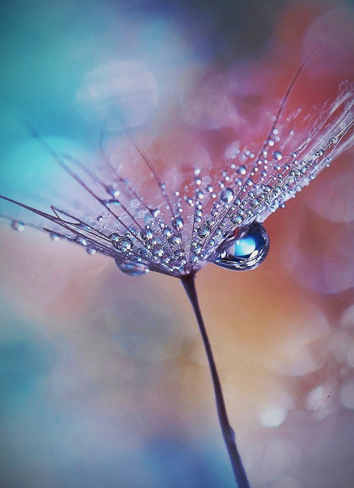 Dew