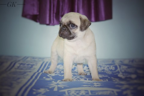 pug (#pogo)