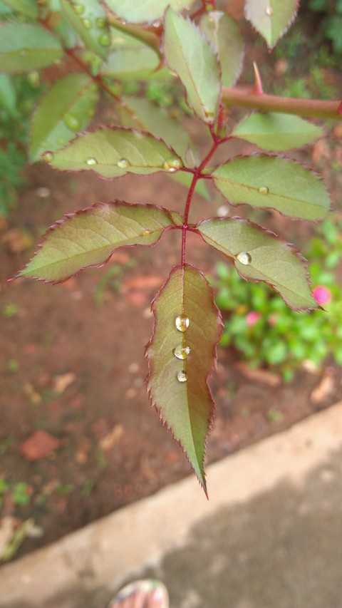 Gotinhas.
