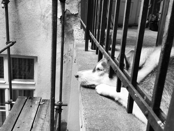 Sad dog