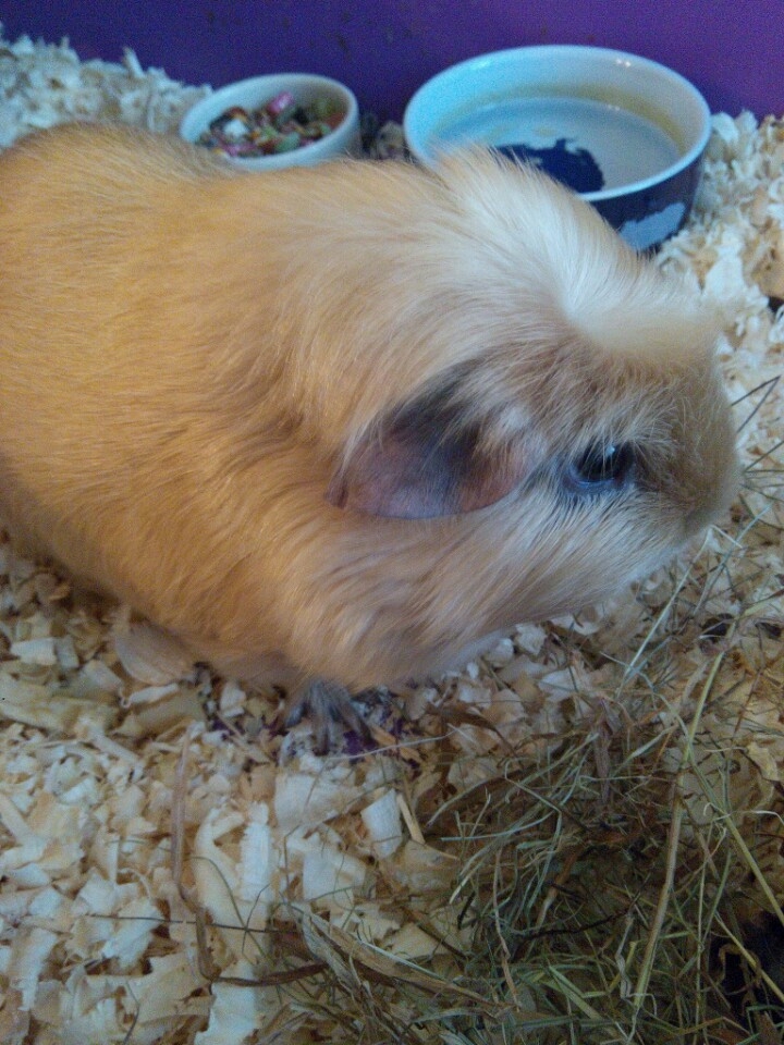 guinea_pig