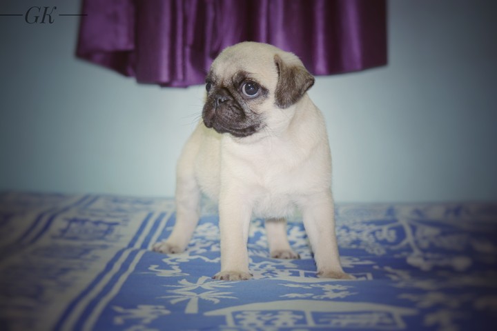 pug (#pogo)
