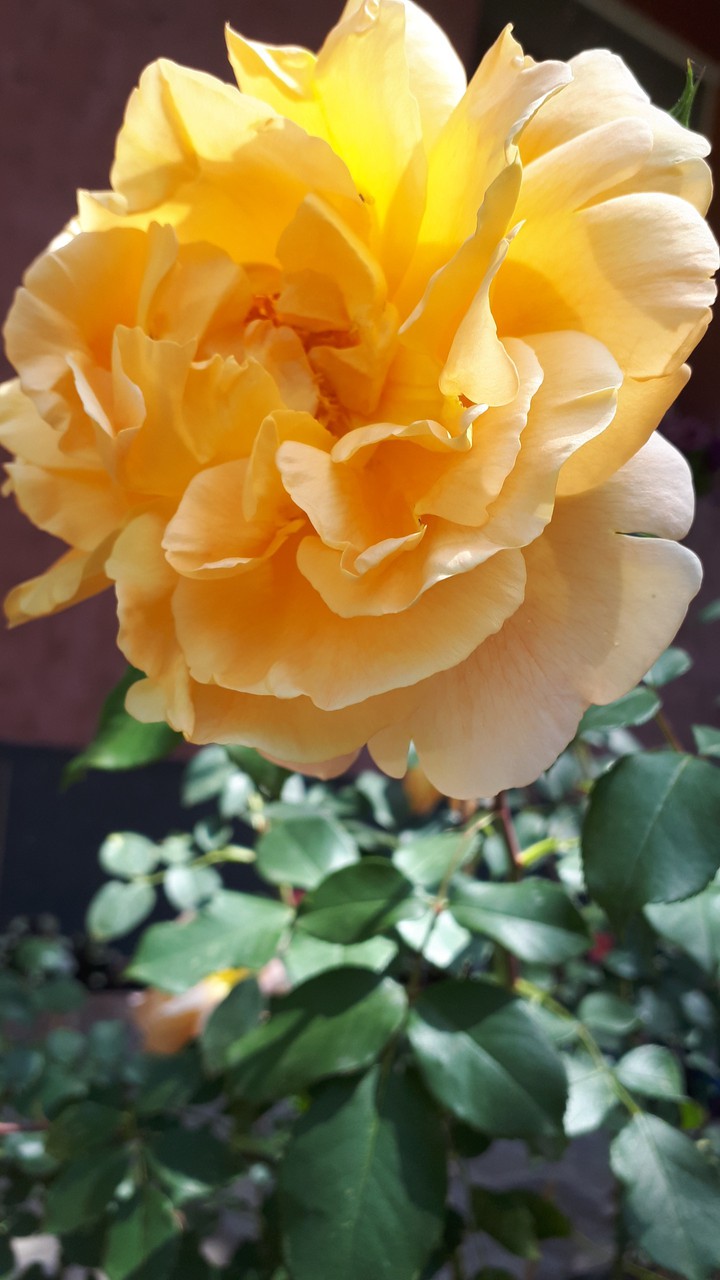 Orange Rose