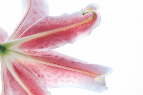 Beautiful Flowers