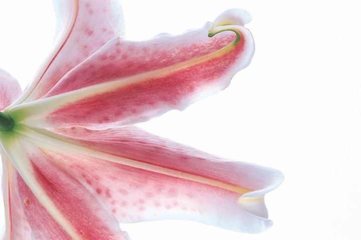 Beautiful Flowers