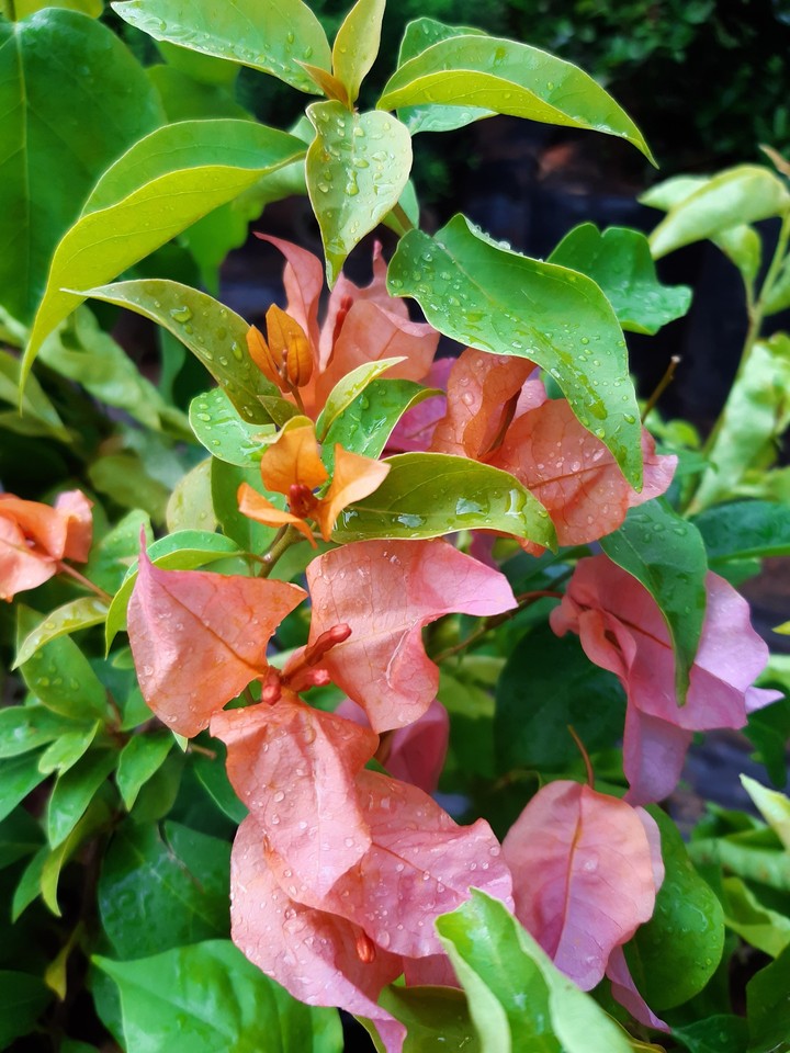 #flower