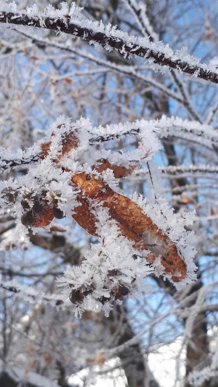winter's tree