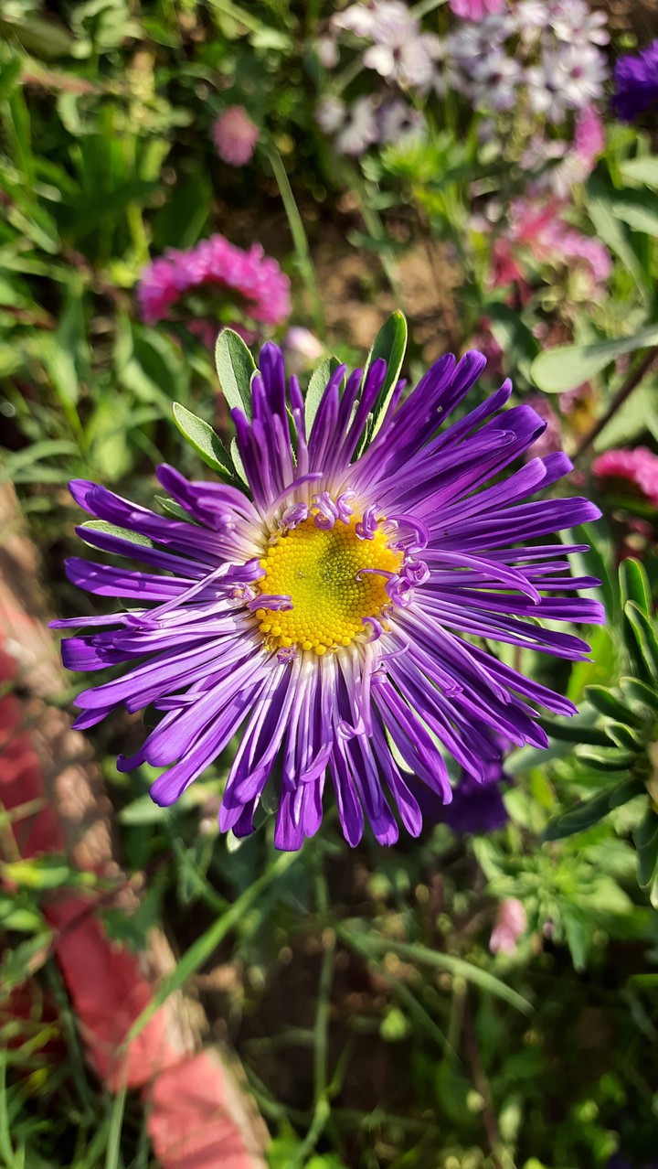 purple flower