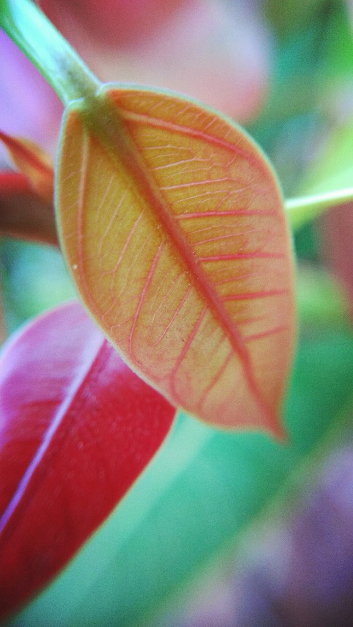 Baby Leaf