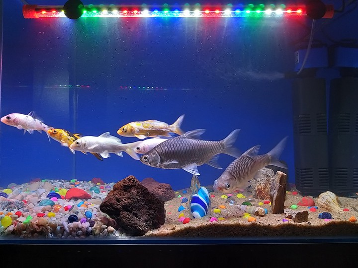 aquarium