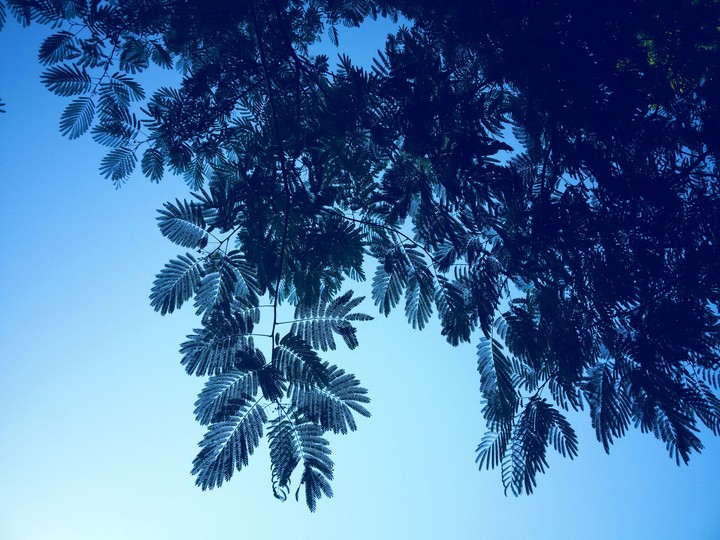 Sky & Leaf