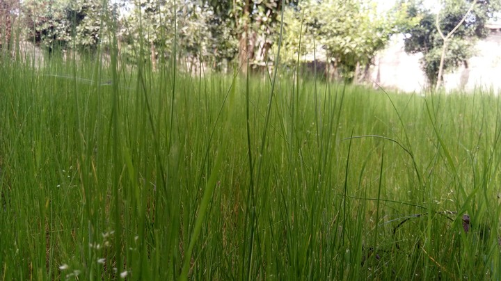green jungle