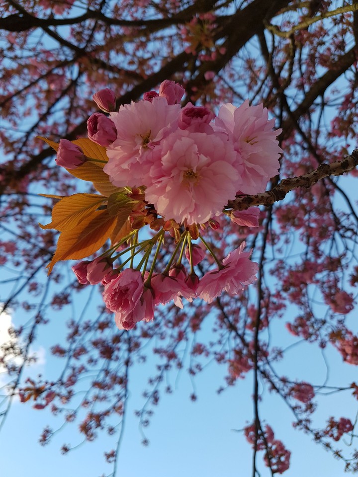 cherry