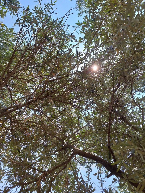 tapety natural, sunlight