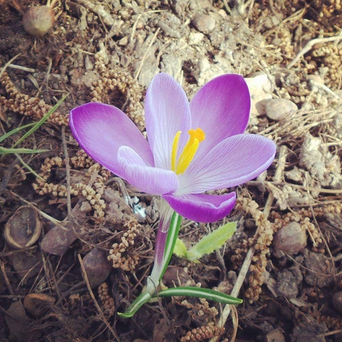 fonds d'écran crocus, flower
