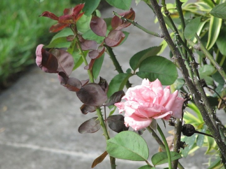 rosebush