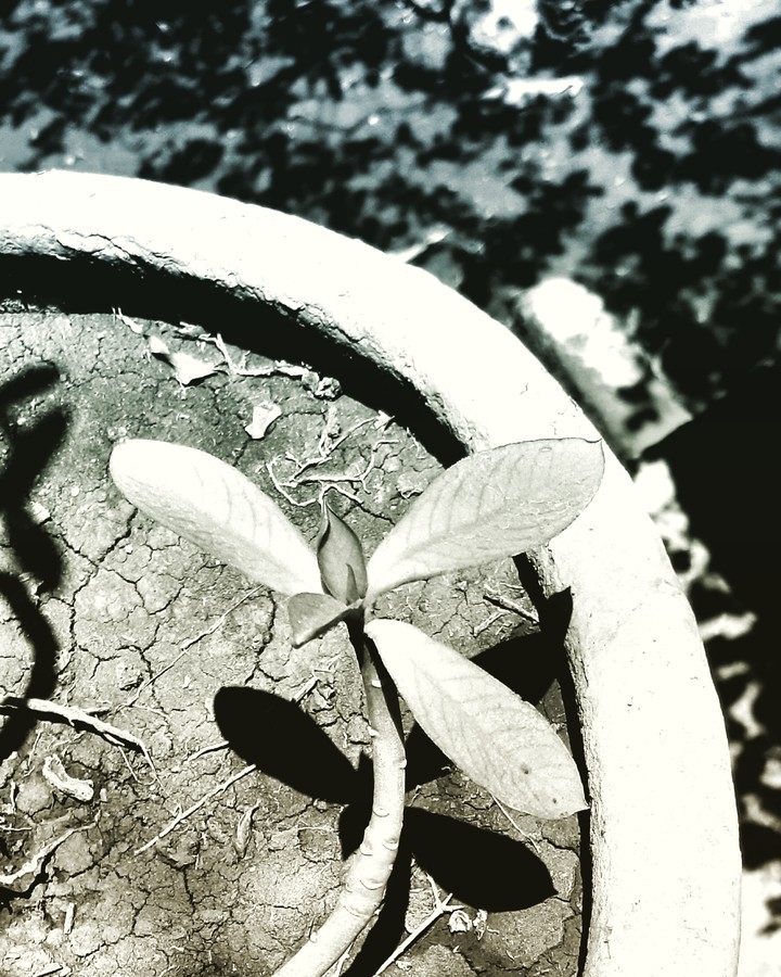 plant