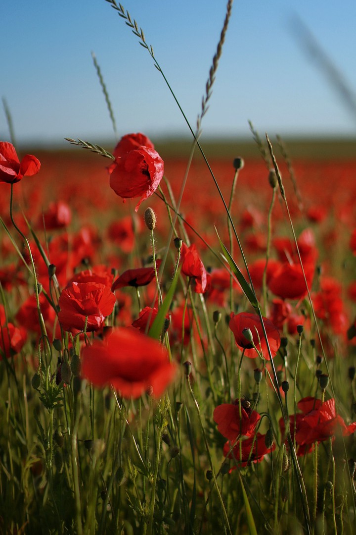 Field of poppies