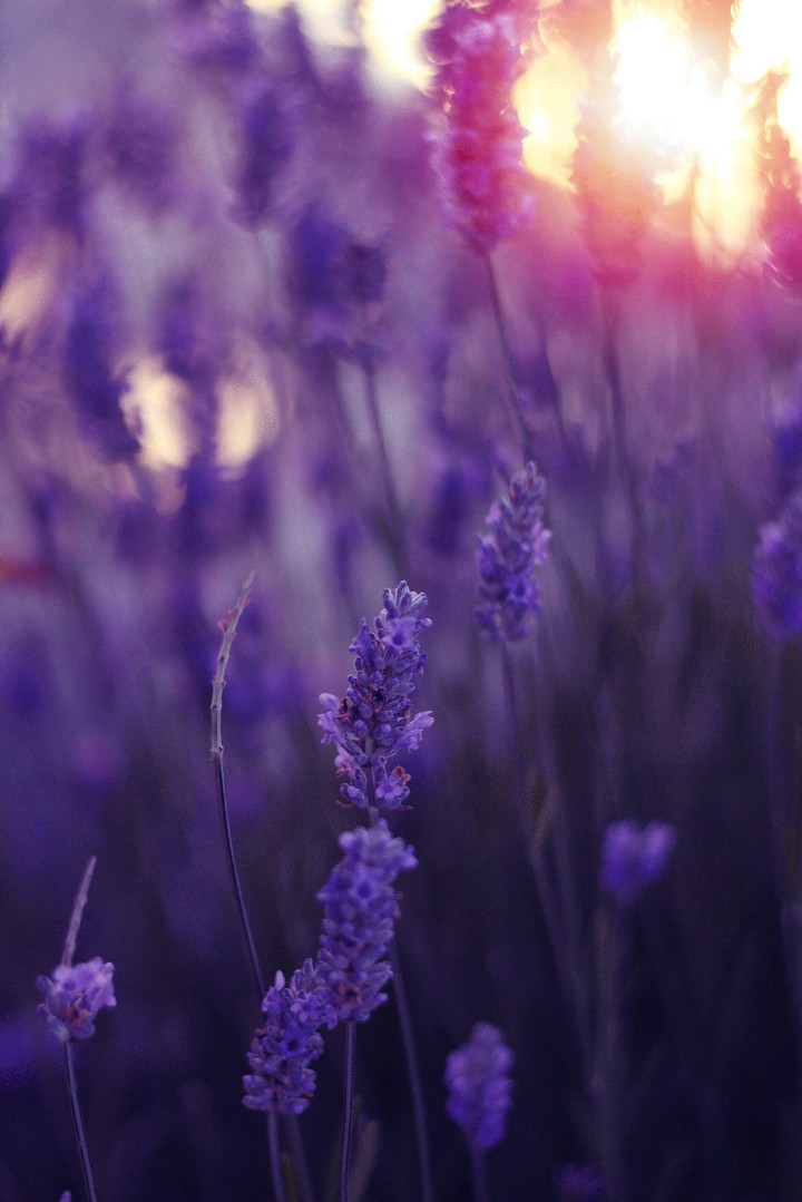 Purple Field v2