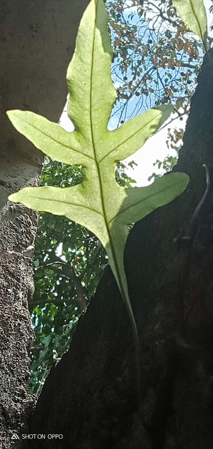 wild leaf
