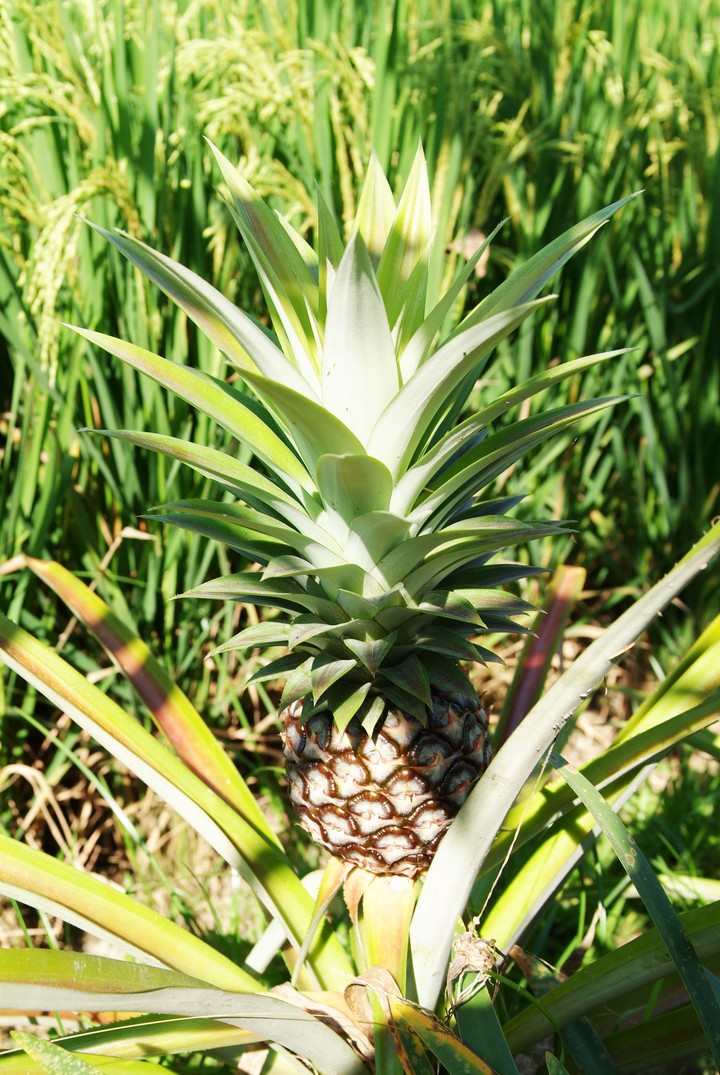 Fruit