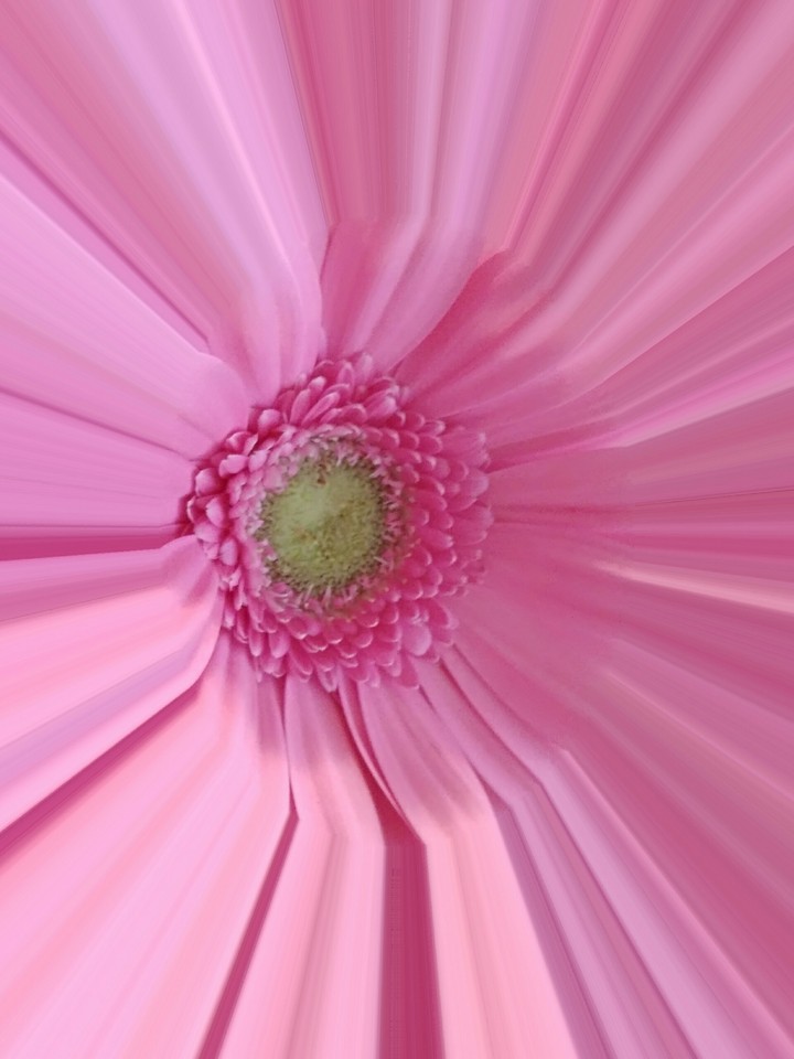 the gerbera