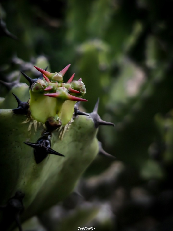Cactus
