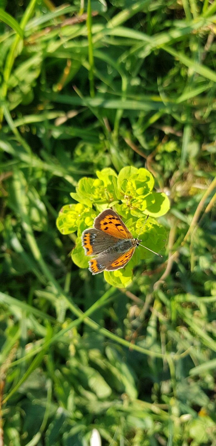 butterfly