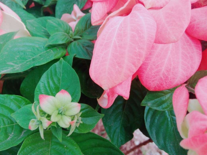 Rose Flower