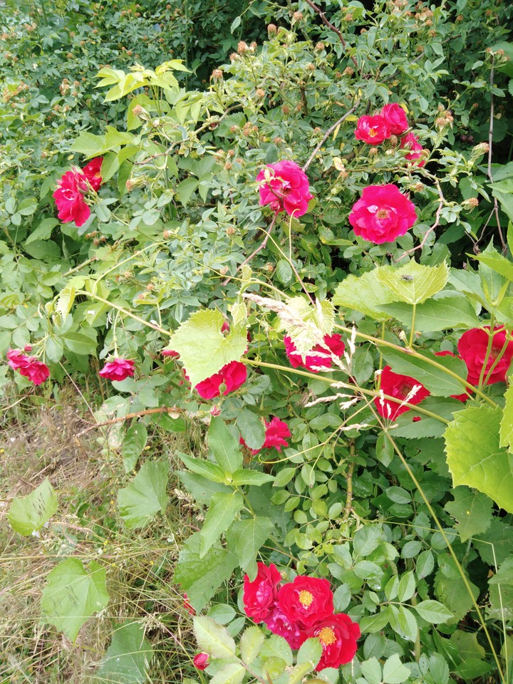 rose hip