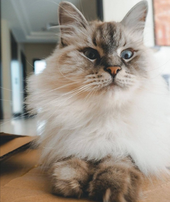 cat