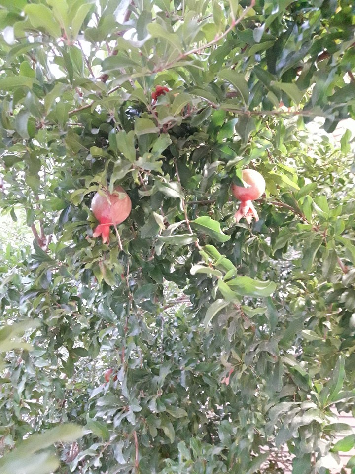 young pomegranates