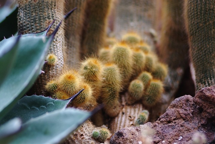 Cactus