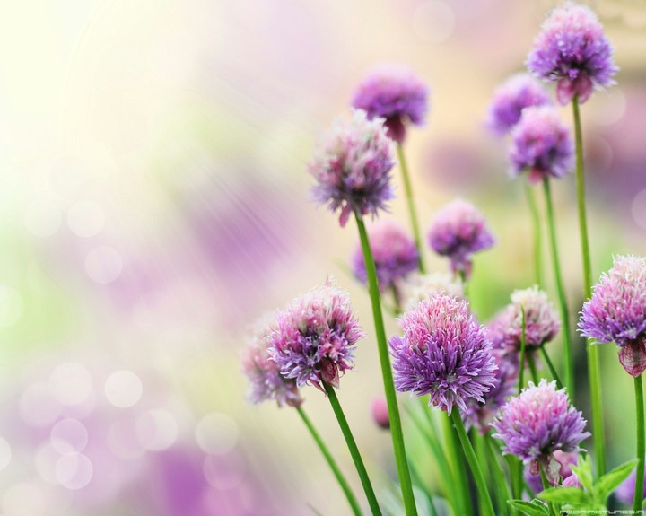 violet