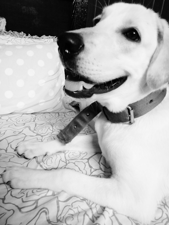 cutest puppy Murphy