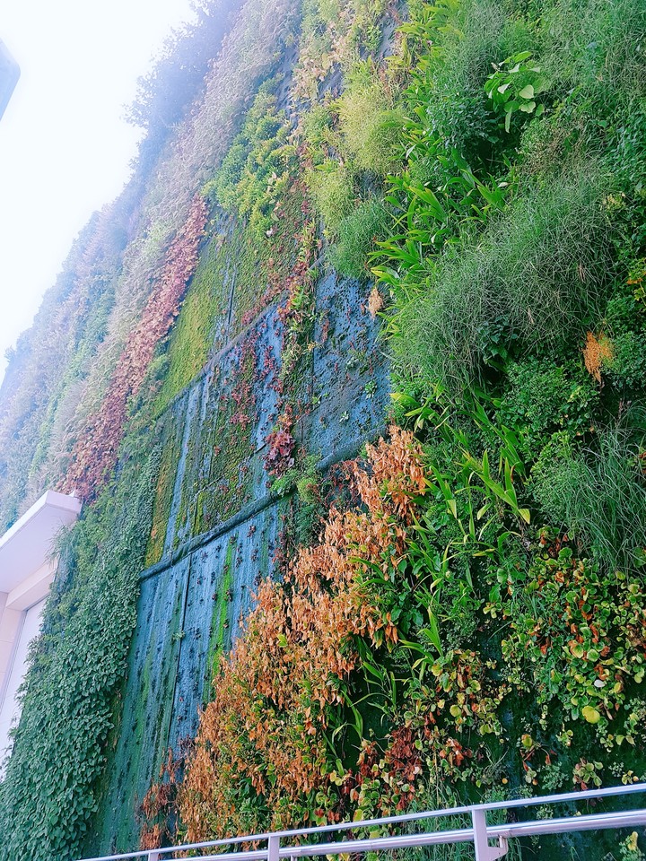 plant wall